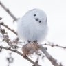 みぃ。 的头像