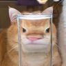 Nick 的头像
