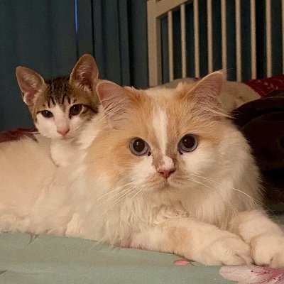 6_meesha's profile picture