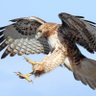 Hawk's profile picture