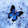 Profilbild von SaRah🦋