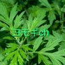 ヨモギch's profile picture