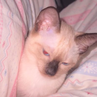 Lingleng55's profile picture