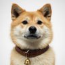 ポチ profil fotoğrafı
