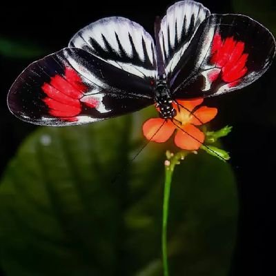 yilmaz_gur12061's profile picture