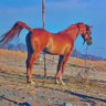 ﻻفي's profile picture