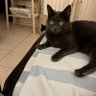 C.Francoise's profile picture