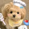 不吃麦当劳's profile picture