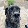 Фото профиля Hellenic Mastiff