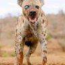 Armano profil fotoğrafı