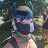 Pup Celti's profile picture