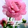 Lei do Retorno profil fotoğrafı