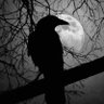 Фото профиля Crow 🐦⬛