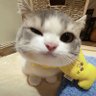 Profilbild von xukun