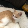 ROTOVEGAS79 的头像