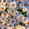 Newwy_X profil fotoğrafı