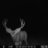 𓆱 buck ꩜ profil fotoğrafı
