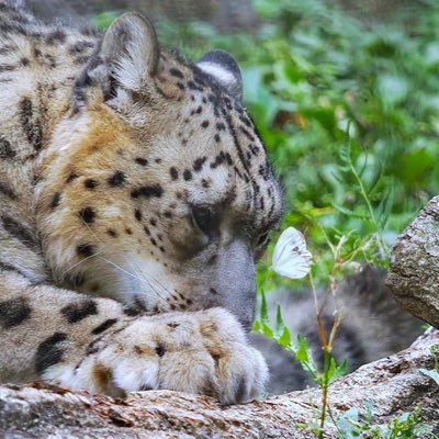 Sneplover45's profile picture