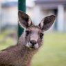 Profilbild von 🇦🇺 🇦🇺 Det 🇦🇺🇦🇺
