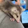 grrrpwaa profil fotoğrafı