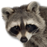 Фото профиля CloudB-Not a Raccoon I swear