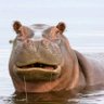 Max The Hippo. profil fotoğrafı