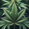 StonedNAutistic profil fotoğrafı
