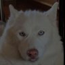 🐺ErWolf🐺's profile picture