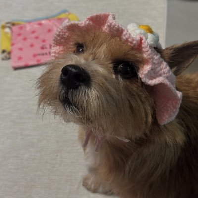 hoonppangi's profile picture