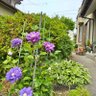 Фото профиля 松葉ぼたん