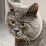 Liu Jing's profile picture