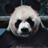 Profilbild von 冷金龙