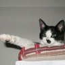 Kitler profil fotoğrafı