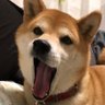 Фото профиля ぺんふぁ
