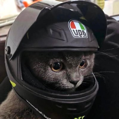 mycatrockstarJ's profile picture