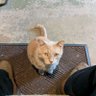 BoscoTheCat999's profile picture