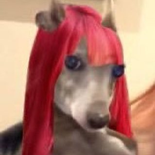 • jichandesu •'s profile picture
