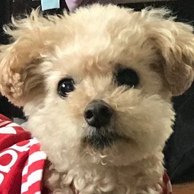 purin_inubu's profile picture