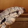 ようちゃ🐢🦖🦎🐈⬛🍺 profil fotoğrafı