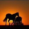 ولِد صيّاح سعود profil fotoğrafı