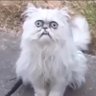 Profilbild von 狭山恭次