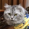 ndi. profil fotoğrafı