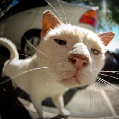 BuNNyx433's profile picture