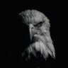 Bandar Ahmed's profile picture