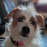 Profilbild von All the dogs I've loved before