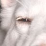 Ansh's profile picture