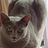 Profilbild von Mundo Felino 🌍🐱