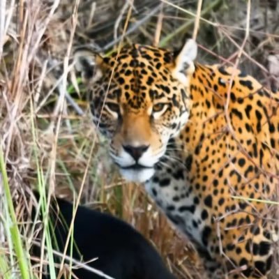 katiaduarte's profile picture