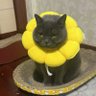 Фото профиля 咪总