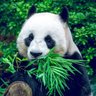 世界不配我太认真，我只认真吃饭 profil fotoğrafı
